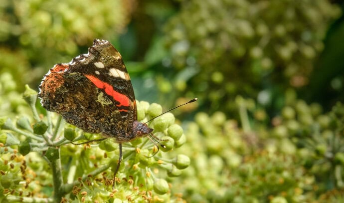 Im heimischen Garten